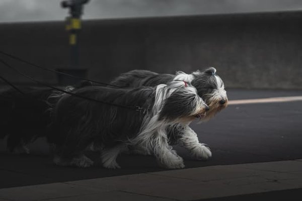 Come posso insegnare al mio Bearded Collie a nuotare in modo sicuro in una piscina domestica?